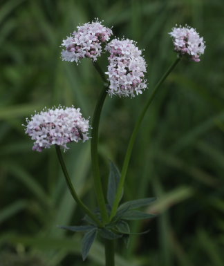 Krybende Baldrian, Valeriana sambucifolia foderplante for Mørk Pletvinge. Torna Hällestad Naturreservat. Lund. Skåne, Sverige. d. 22 juni 2009. Fotograf: Lars Andersen