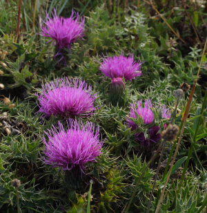 Lav Tidsel, Cirsium acaule. Skarpa Alby, Alvaret, land, Sverige d. 24 Juli 2009. Fotograf: Lars Andersen