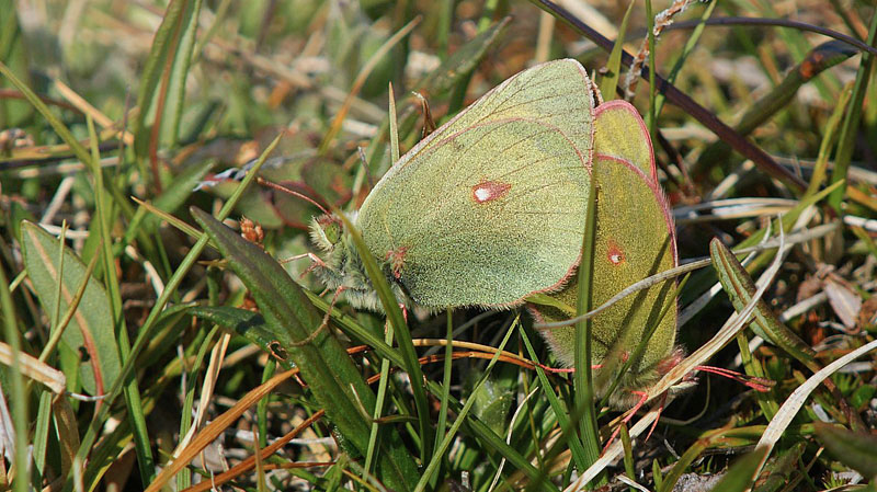 Arktisk Høsommerfugl, Colias hecla (Lefebrve, 1836) parring. Ved kanten af indlandsisen ved Kangerlussuaq (sdr. Strømfjord) d. 7 juli 2009. Fotograf; Carsten Siems