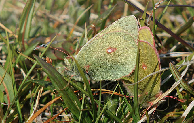 Arktisk Hsommerfugl, Colias hecla (Lefebrve, 1836) parring. Ved kanten af indlandsisen ved Kangerlussuaq (sdr. Strmfjord) d. 7 juli 2009. Fotograf; Carsten Siems