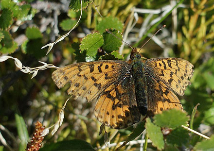 Arktisk Perlemorsommerfugl, Boloria chariclea.Ilulissat (Jakobshavn), Grnland d. 5 juli 2009..  Fotograf; Carsten Siems