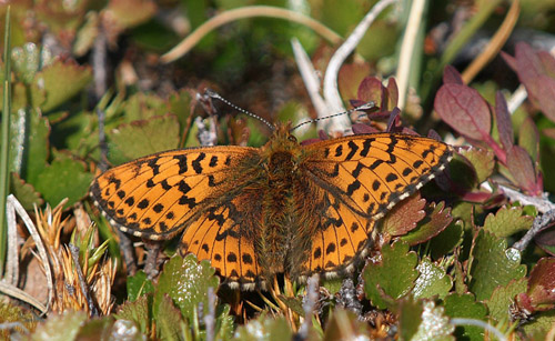 Arktisk Perlemorsommerfugl, Boloria chariclea.  Ilulissat, Grnland d. 5 juli 2009. Fotograf; Carsten Siems