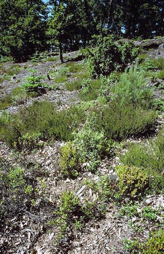 Sortret Hvidvinge, Aporia crataegi. Gjern Bakke, Jylland juni 1997. Fotograf:; Tom Nygaard Kristensen