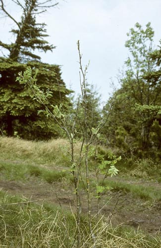 Sortret Hvidvinge, Aporia crataegi. Gjern Bakke, Jylland juni 1997. Fotograf:; Tom Nygaard Kristensen