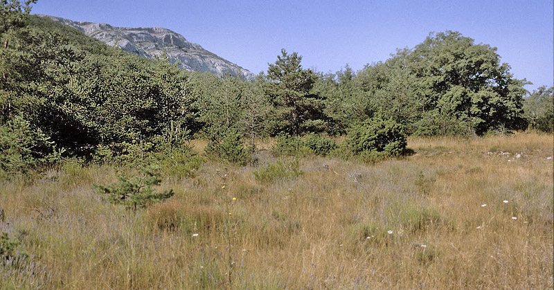 Lokalitet for Provençalsk Højlandsbredpande, Pyrgus bellieri ssp. bellieri. Mazauges, 700 m, Plan d'Aups, prov. Var, Frankrig d. 1 august 2007. Fotograf; Tom Nygaard Kristensen