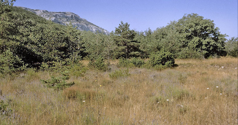 Lokalitet for Provenalsk Hjlandsbredpande, Pyrgus bellieri ssp. bellieri. Mazauges, 700 m, Plan d'Aups, prov. Var, Frankrig d. 1 august 2007. Fotograf; Tom Nygaard Kristensen