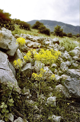 Vounihora, Delfi, Fokida, Grækenland d. 28 april 1998. Fotograf; Tom Nygaard Kristensen