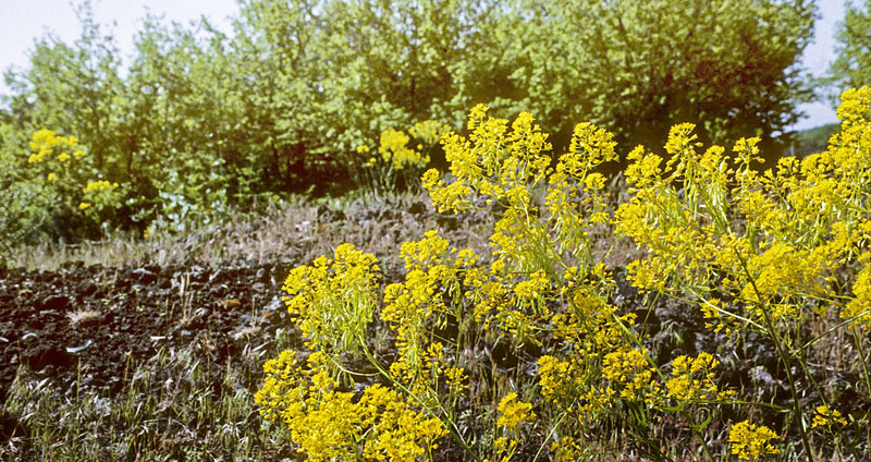 Vounihora, Delfi, Fokida, Grkenland d. 28 april 1998. Fotograf; Tom Nygaard Kristensen