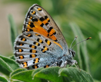 Nogel's Hairstreak, Tomares nogelii, (Herrich-Schffer,1851). South Crimea, Ukraine. d. 20 May 2008. Photographer: Tom Nygaard Kristensen