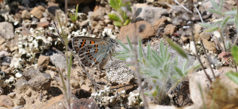 Nogel's Hairstreak, Tomares nogelii, (Herrich-Schäffer,1851) female. South Crimea, Ukraine. d. 20 May 2008. Photographer: Tom Nygaard Kristensen