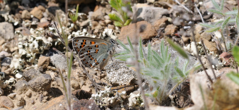 Nogel's Hairstreak, Tomares nogelii, (Herrich-Schffer,1851) female. South Crimea, Ukraine. d. 20  May 2008. Photographer: Tom Nygaard Kristensen