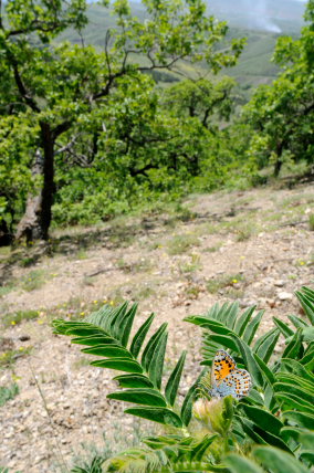 Nogel's Hairstreak, Tomares nogelii, (Herrich-Schäffer,1851). South Crimea, Ukraine. d. 21 May 2008. Photographer: Tom Nygaard Kristensen