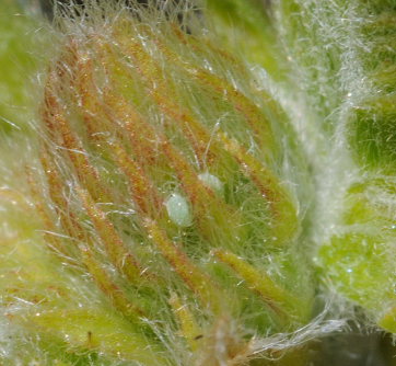 Nogel's Hairstreak, Tomares nogelii.  Eggs on foodplants;  Astragal Pontiyski, (Astragalus ponticus). South Crimea, Ukraine. d. 20  May 2008. Photographer: Tom Nygaard Kristensen