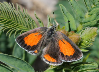 Nogel's Hairstreak, Tomares nogelii, (Herrich-Schäffer,1851). South Crimea, Ukraine. d. 21 May 2008. Photographer: Tom Nygaard Kristensen