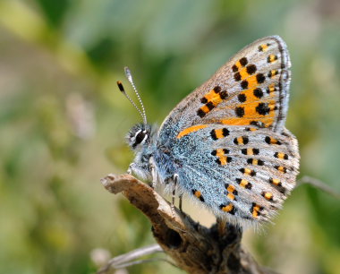 Nogel's Hairstreak, Tomares nogelii, (Herrich-Schäffer,1851) male. South Crimea, Ukraine. d. 20 May 2008. Photographer: Tom Nygaard Kristensen