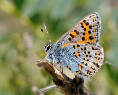 Nogel's Hairstreak, Tomares nogelii, (Herrich-Schffer,1851) male. South Crimea, Ukraine. d. 20  May 2008. Photographer: Tom Nygaard Kristensen