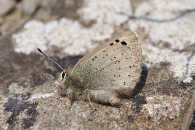 Caucasian Vernal Copper, Tomares callimachus (Eversmann, 1848) female. Southeast Crimea d 5 April 2009. Photographer: Tom Nygaard Kristensen