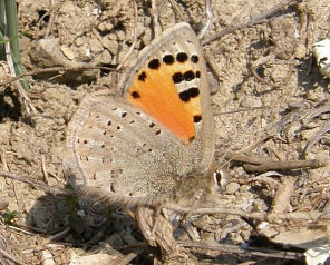 Caucasian Vernal Copper, Tomares callimachus (Eversmann, 1848) female. Southeast Crimea d 7 April 2009. Photographer: Morten S. Mølgaard.