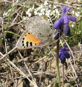 Caucasian Vernal Copper, Tomares callimachus (Eversmann, 1848) male. Southeast Crimea d 7 April 2009. Photographer: Morten S. Mølgaard.