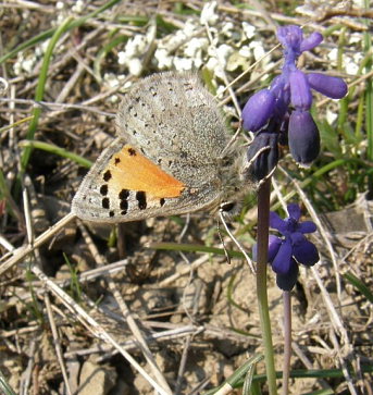 Caucasian Vernal Copper, Tomares callimachus (Eversmann, 1848) male. Southeast Crimea d 7 April 2009. Photographer: Morten S. Mlgaard.