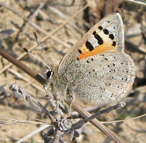 Caucasian Vernal Copper, Tomares callimachus (Eversmann, 1848) male. Southeast Crimea d 7 April 2009. Photographer: Morten S. Mlgaard.