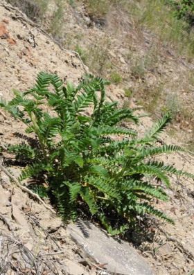 Foodplants for Nogel's Hairstreak. Astragalus ponticus. South Crimea, Ukraine. d. 20 May 2008. Photographer: Tom Nygaard Kristensen