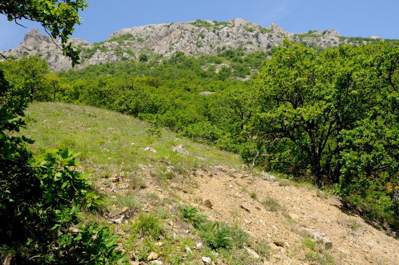 Locality for Nogel's Hairstreak. South Crimea, Ukraine. d. 20 May 2008. Photographer: Tom Nygaard Kristensen