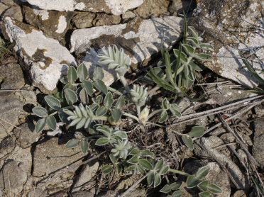 Sweetvetch / Kopeechnik  Vetch, Hedysarum candidum. Foodplants of Caucasian Vernal Copper, Tomares callimachus (Eversmann, 1848). Southeast Crimea d 5 April 2009. Photographer: Tom Nygaard Kristensen