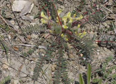 Astragal Puzyristy, Astragalus utriger. Foodplants of Caucasian Vernal Copper, Tomares callimachus (Eversmann, 1848). Southeast Crimea d 5 April 2009. Photographer: Tom Nygaard Kristensen