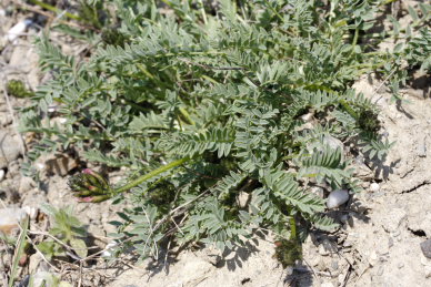 Astragal Sverhuvolosisty, Astragalus suprapilosus. Foodplants of Caucasian Vernal Copper, Tomares callimachus (Eversmann, 1848). Southeast Crimea d 5 April 2009. Photographer: Tom Nygaard Kristensen