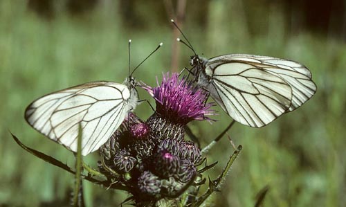 Sortret Hvidvinge, Aporia crataegi. Gjern Bakke, Jylland juni 1997. Fotograf:; Tom Nygaard Kristensen