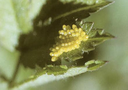 Sortret Hvidvinge, Aporia crataegi. Gjern Bakke, Jylland juni 1997. Fotograf:; Tom Nygaard Kristensen