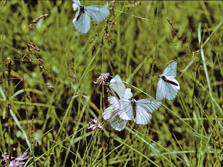 Sortret Hvidvinge, Aporia crataegi. Gjern Bakke, Jylland juni 1997. Fotograf:; Tom Nygaard Kristensen