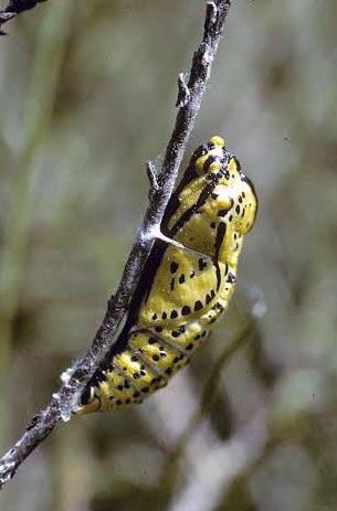 Sortret Hvidvinge, Aporia crataegi. Gjern Bakke, Jylland juni 1997. Fotograf:; Tom Nygaard Kristensen