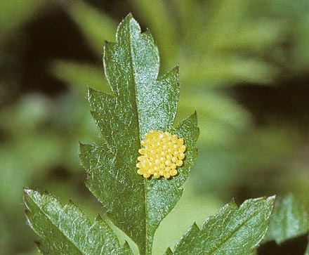 Sortret Hvidvinge, Aporia crataegi. Gjern Bakke, Jylland juni 1997. Fotograf:; Tom Nygaard Kristensen