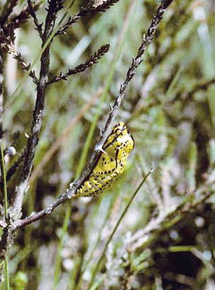 Sortret Hvidvinge, Aporia crataegi. Gjern Bakke, Jylland juni 1997. Fotograf:; Tom Nygaard Kristensen