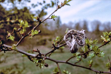 Sortret Hvidvinge, Aporia crataegi. Gjern Bakke, Jylland juni 1997. Fotograf:; Tom Nygaard Kristensen