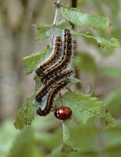 Sortret Hvidvinge, Aporia crataegi. Gjern Bakke, Jylland juni 1997. Fotograf:; Tom Nygaard Kristensen