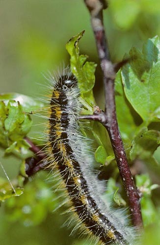 Sortret Hvidvinge, Aporia crataegi. Gjern Bakke, Jylland juni 1997. Fotograf:; Tom Nygaard Kristensen