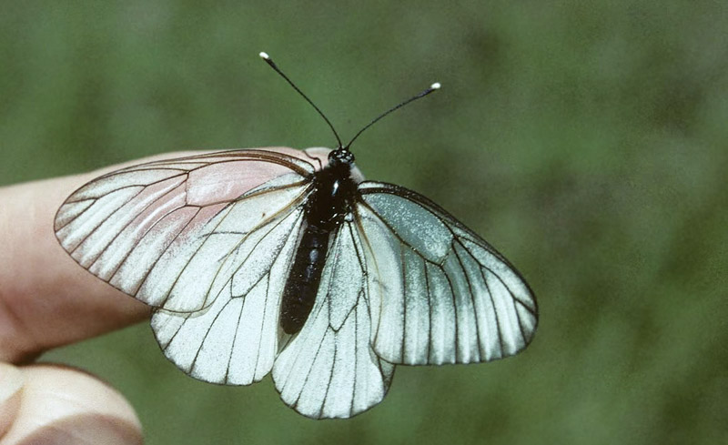 Sortret Hvidvinge, Aporia crataegi. Gjern Bakke, Jylland juni 1997. Fotograf:; Tom Nygaard Kristensen