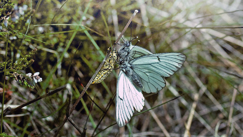 Sortret Hvidvinge, Aporia crataegi. Gjern Bakke, Jylland juni 1997. Fotograf:; Tom Nygaard Kristensen