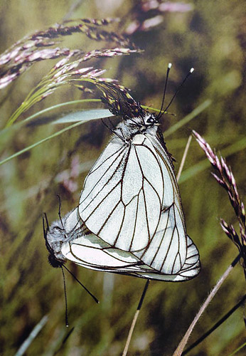 Sortret Hvidvinge, Aporia crataegi. Gjern Bakke, Jylland juni 1997. Fotograf:; Tom Nygaard Kristensen