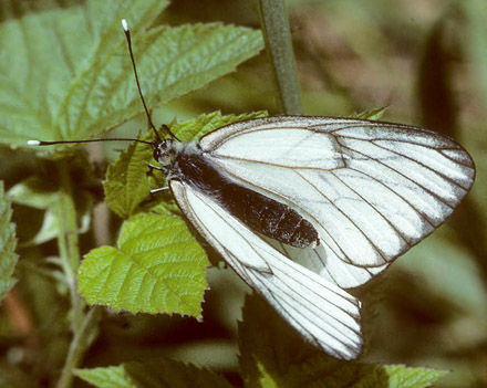 Sortret Hvidvinge, Aporia crataegi. Gjern Bakke, Jylland juni 1997. Fotograf:; Tom Nygaard Kristensen