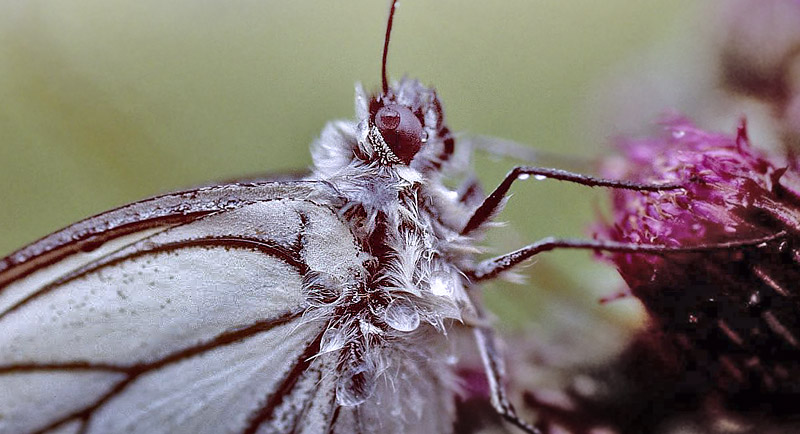 Sortret Hvidvinge, Aporia crataegi. Gjern Bakke, Jylland juni 1997. Fotograf:; Tom Nygaard Kristensen