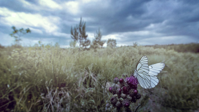 Sortret Hvidvinge, Aporia crataegi. Gjern Bakke, Jylland juni 1997. Fotograf:; Tom Nygaard Kristensen