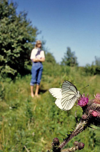 Sortret Hvidvinge, Aporia crataegi. Gjern Bakke, Jylland juni 1997. Fotograf:; Tom Nygaard Kristensen