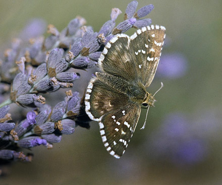 Provenalsk Hjlandsbredpande, Pyrgus bellieri ssp. bellieri. Mazauges, 700 m, Plan d'Aups, prov. Var, Frankrig d. 1 august 2007. Fotograf; Tom Nygaard Kristensen