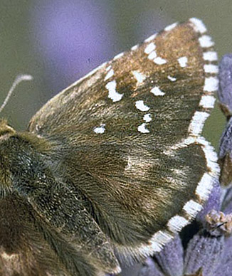 Lokalitet for Provençalsk Højlandsbredpande, Pyrgus bellieri ssp. bellieri. Mazauges, 700 m, Plan d'Aups, prov. Var, Frankrig d. 1 august 2007. Fotograf; Tom Nygaard Kristensen