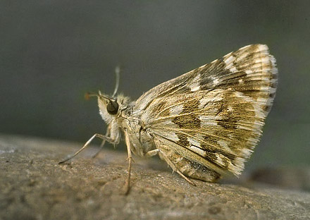 Provenalsk Hjlandsbredpande, Pyrgus bellieri ssp. bellieri. Mazauges, 700 m, Plan d'Aups, prov. Var, Frankrig d. 1 august 2007. Fotograf; Tom Nygaard Kristensen