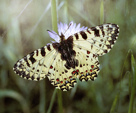 Kreta-Guirlandesommerfugl, Zerynthia cretica. Fourns, prov. Hani,  Kreta, Grkenland d. 23 april 2006. Fotograf; Tom Nygaard Kristensen